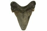 Serrated Angustidens Tooth - Megalodon Ancestor #321691-1